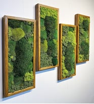 Gerçek Yosun Ahşap Çerçeveli Tablo Yosun Duvar Sanatı  Yosun Duvar Dekoru  Korunmuş Yosun Sanatı Çerçeveli  Yosun Duvar Setleri  20 x 45cm (Kahverengi Açık)