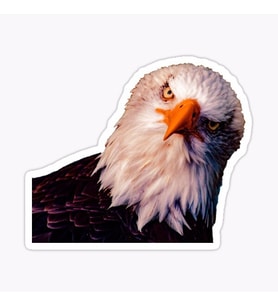 Araba için Kartal Oto Sticker Yapıştırması Etiket  17CM d1