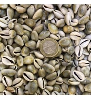 Cyprea Annulus Kiloluk Deniz Kabuğu (1 KG)