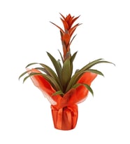 Kırmızı Paketli Guzmania