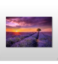 Mor Çiçekli Tarla Kanvas Tablo 75x50cm (Karışık)