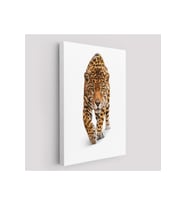 Vahşi Leopar Tablosu-5957