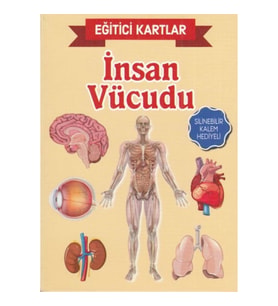 Eğitici Kartlar İnsan Vücudu