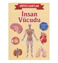 Eğitici Kartlar İnsan Vücudu