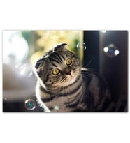 Cakatablo Scottish Fold Tekir ve Baloncuklar MDF Tablo
