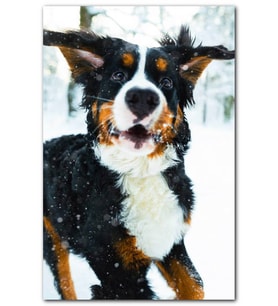 Cakatablo Kar Taneleri ve Sevimli Köpek MDF Tablo
