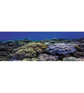 Kanki Pet KP18565020 Akvaryum Arka Fon Yapıştırma 185 x 65 CM