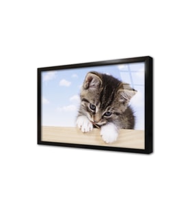 Kedi Yavrusu Çerçeveli Cam Tablo