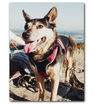 Cakatablo MDF (Ahşap) Tablo Sevimli Kurt Köpeği