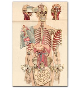 Cakatabloİç Organlar İnsan Anatomisi Görseli MDF Tablo