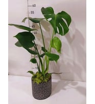 Kare Desenli Gri Beton Saksıda Monstera