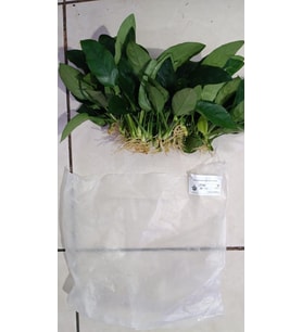 Canlı Bitki L019E Anubias barteri var Nana (Type E)