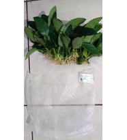 Canlı Bitki L019E Anubias barteri var Nana (Type E)