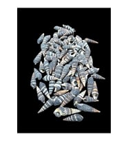 Deniz Kabukları 100 Gr NO-2-BATİLLARİAZONALİS