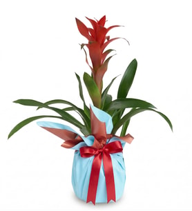 Guzmania Turuncu Mavi Bitkisi