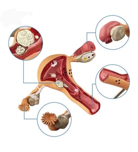 Uterus Pelvik Taban Maketi Model 41