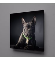 SİYAH KÖPEK KANVAS TABLO 50x50cm (Karışık)