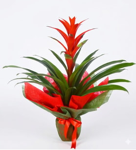 Turuncu Yeşil Buketli Polimer Saksıda Guzmania