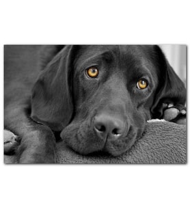 Cakatablo Kara Labrador, Üzgün Köpek