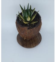HİNDİSTAN CEVİZİ SAKSIDA SUKULENT Greenmall Haworthia Attenuata ( Yılan Derisi Çiçeği )