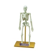 Nessiworld Bilim Seti : İnsan İskeleti