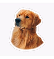 Golden Retriever Köpek Sticker Araba Oto Yapıştırması 17CM B2