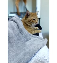 Yumuşak ve Şık 100x100 cm Açık Gri Köpek ve Kedi Battaniyesi