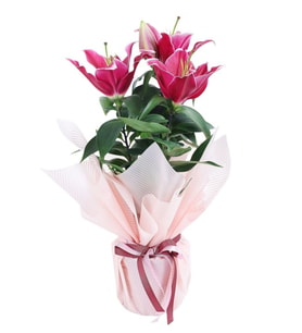 BUKET KAGIDINDA LİLYUM TASARIM