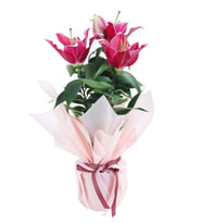 BUKET KAGIDINDA LİLYUM TASARIM