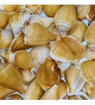Strombus Canarium Kiloluk Deniz Kabuğu (1 KG)