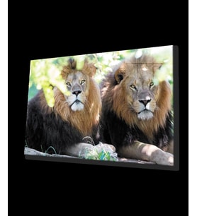 Aslan Hayvan Cam Tablo 4mm Dayanıklı Temperli Cam