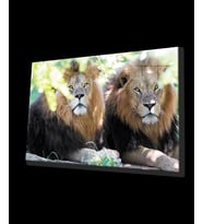 Aslan Hayvan Cam Tablo 4mm Dayanıklı Temperli Cam