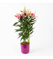 Pembe Lilyum Serisi