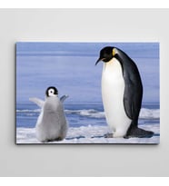 Sevimli Yavru Penguen Kanvas Tablo
