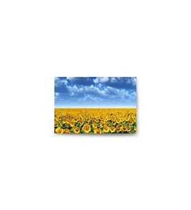 DBSanatevi Ay Çiçeği Tarlası Tablo 60 X 80 Cm