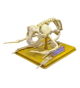 Kurbağa İskeleti Bilim Seti