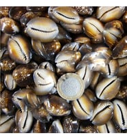 Cyprea Caputserpentis Kiloluk Deniz Kabuğu (1 KG)