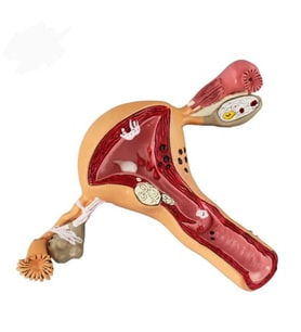 Uterus Pelvik Taban Maketi Model 41