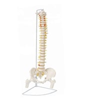 Femur Eklemli Omurga İskeleti 85 Cm (Omurilik Ve Sinir Modeli) Model 14