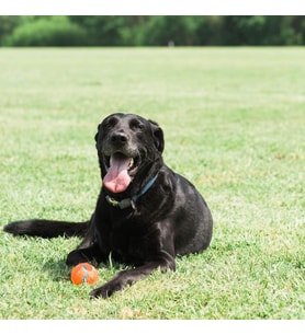 Chuckit! Tenis Köpek Oyun Topu 2'li Paket (Küçük Boy)