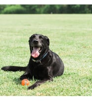 Chuckit! Tenis Köpek Oyun Topu 2'li Paket (Küçük Boy)