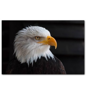 Cakatablo Akbaşlı Amerikan Kartalı Yakın Çekim MDF Tablo