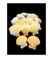 Deniz Kabukları 100 Gr NO-6-VİKSİLLİUMORANGE