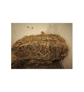 2kg Kuru Yonca Otu, Kemirgen Otu (CHİNCHİLLA, TAVŞAN, GİNEPİG, HAMSTER İÇİN) 2kg