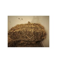 2kg Kuru Yonca Otu, Kemirgen Otu (CHİNCHİLLA, TAVŞAN, GİNEPİG, HAMSTER İÇİN) 2kg