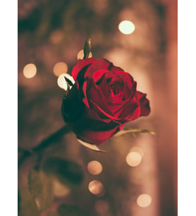 "Romantik Kırmızı Gül Tasarımlı Mdf Tablo - Çerçevesiz Bokeh Etkili Duvar Dekoru"