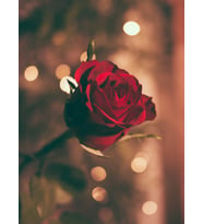 "Romantik Kırmızı Gül Tasarımlı Mdf Tablo - Çerçevesiz Bokeh Etkili Duvar Dekoru"