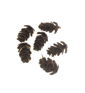 10 Adet 2,5cm Plastik Kozalak (STD)