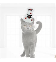 Kedi Doğum Günü Şapkası (STD)