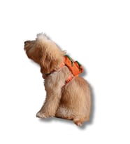 Lexroo Design, Gimme Five, Turuncu Çantalı Göğüs Tasması,Köpek Sırt Çantası